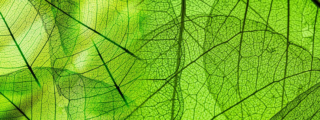 Nature risk for corporates: preparing for the launch of the Task Force for Nature-related Financial Disclosures