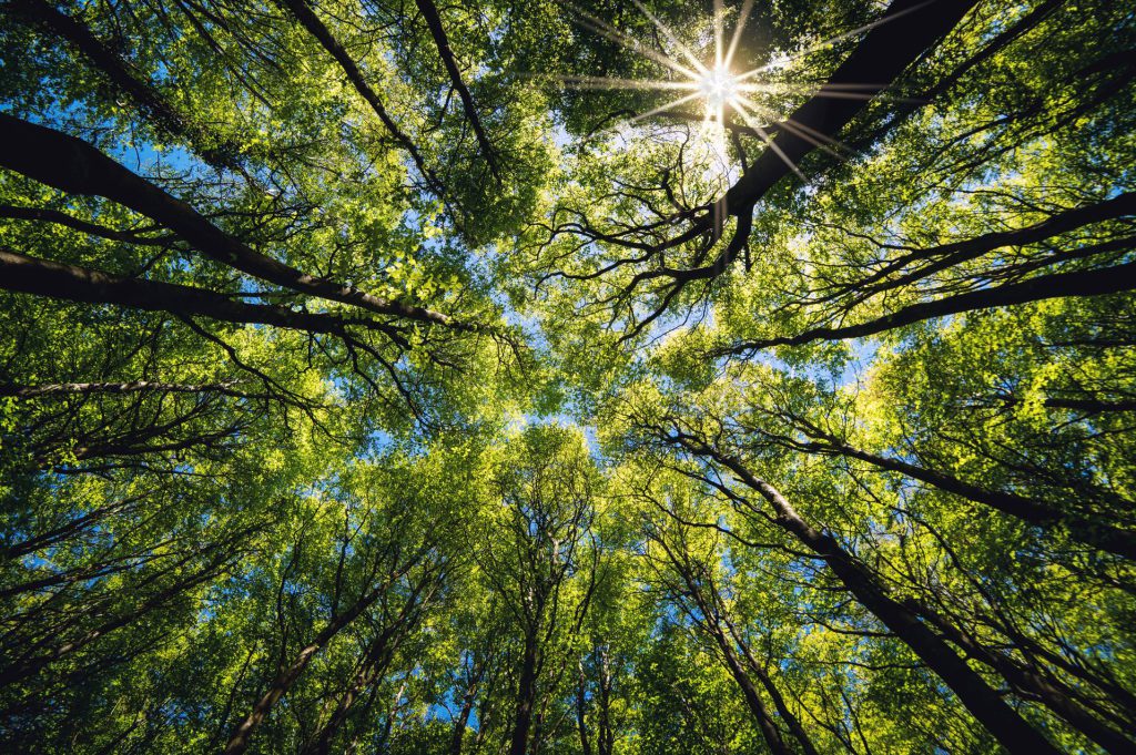 Using voluntary carbon offsets as part of your net zero plan